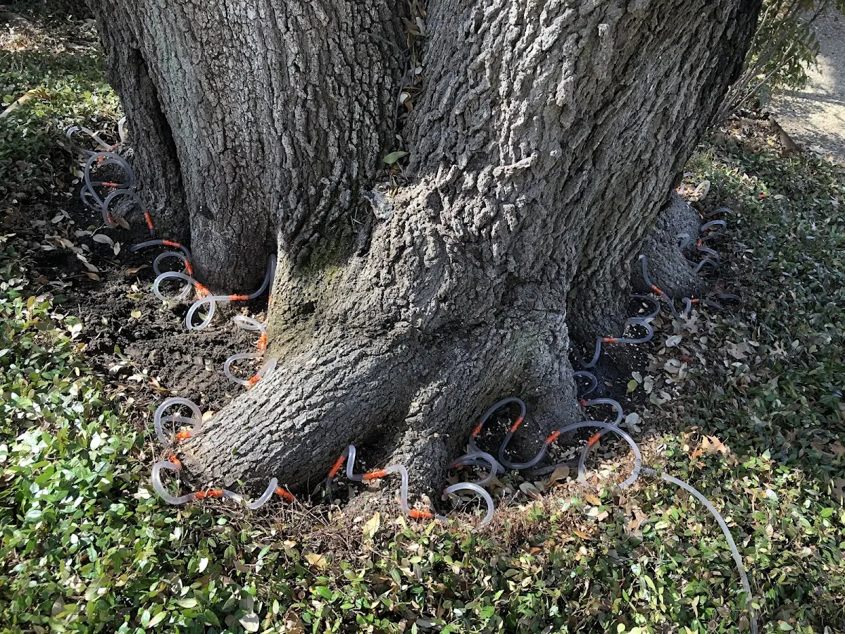 Detailed Tree Cabling and Bracing job site in Poultney